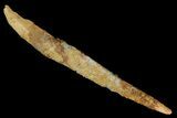 Bargain, Fossil Shark (Asteracanthus) Dorsal Spine - Morocco #49546-1